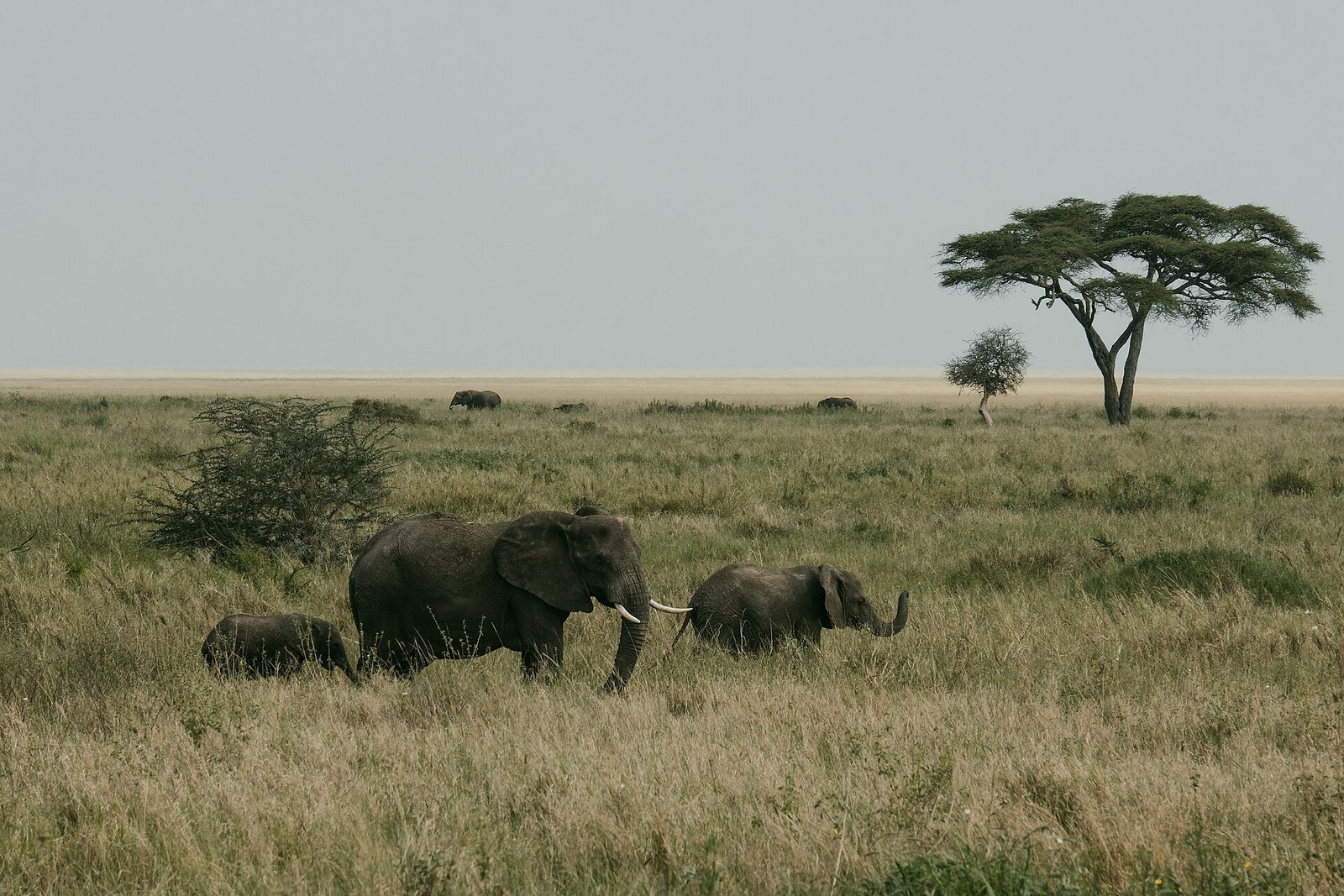 Elephant family walking through grassland in the Serengeti