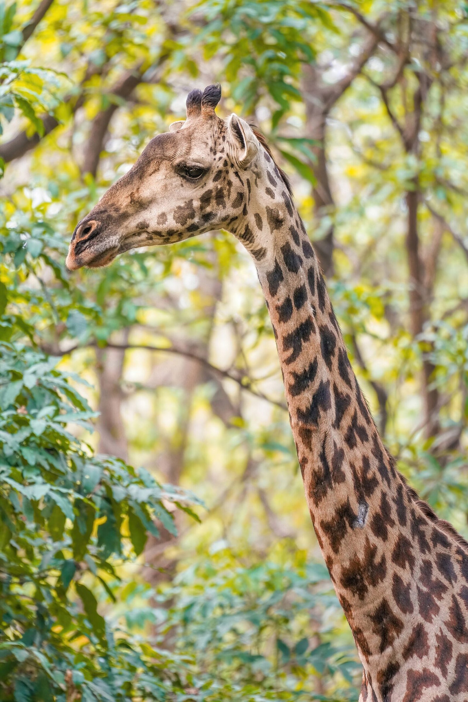 Giraffe in Lake Manyara National Park