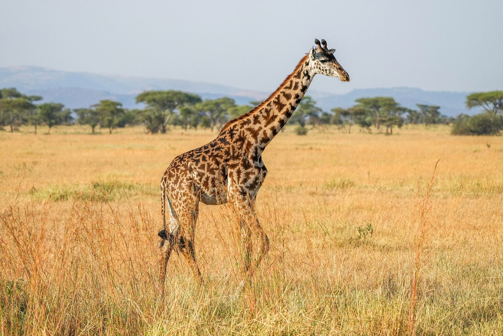 Masai giraffe in Serengeti National Park