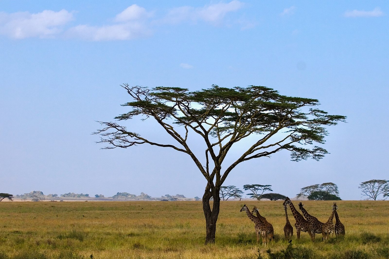 Giraffes among acacia trees in the Serengeti