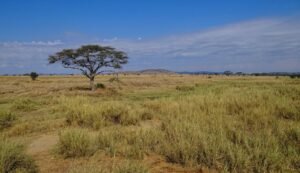 Wide Serengeti savannah landscape under a big sky, Tanzania