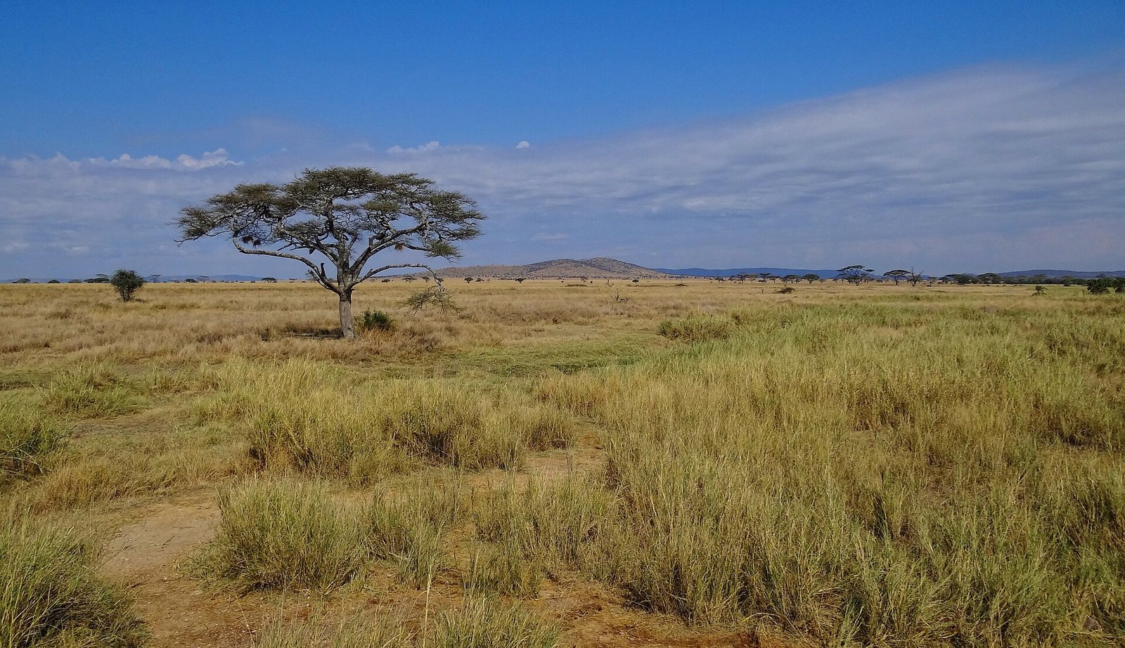 Wide Serengeti savannah landscape under a big sky, Tanzania
