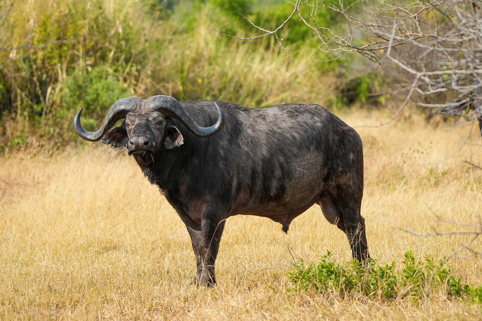 African buffalo in Serengeti National Park