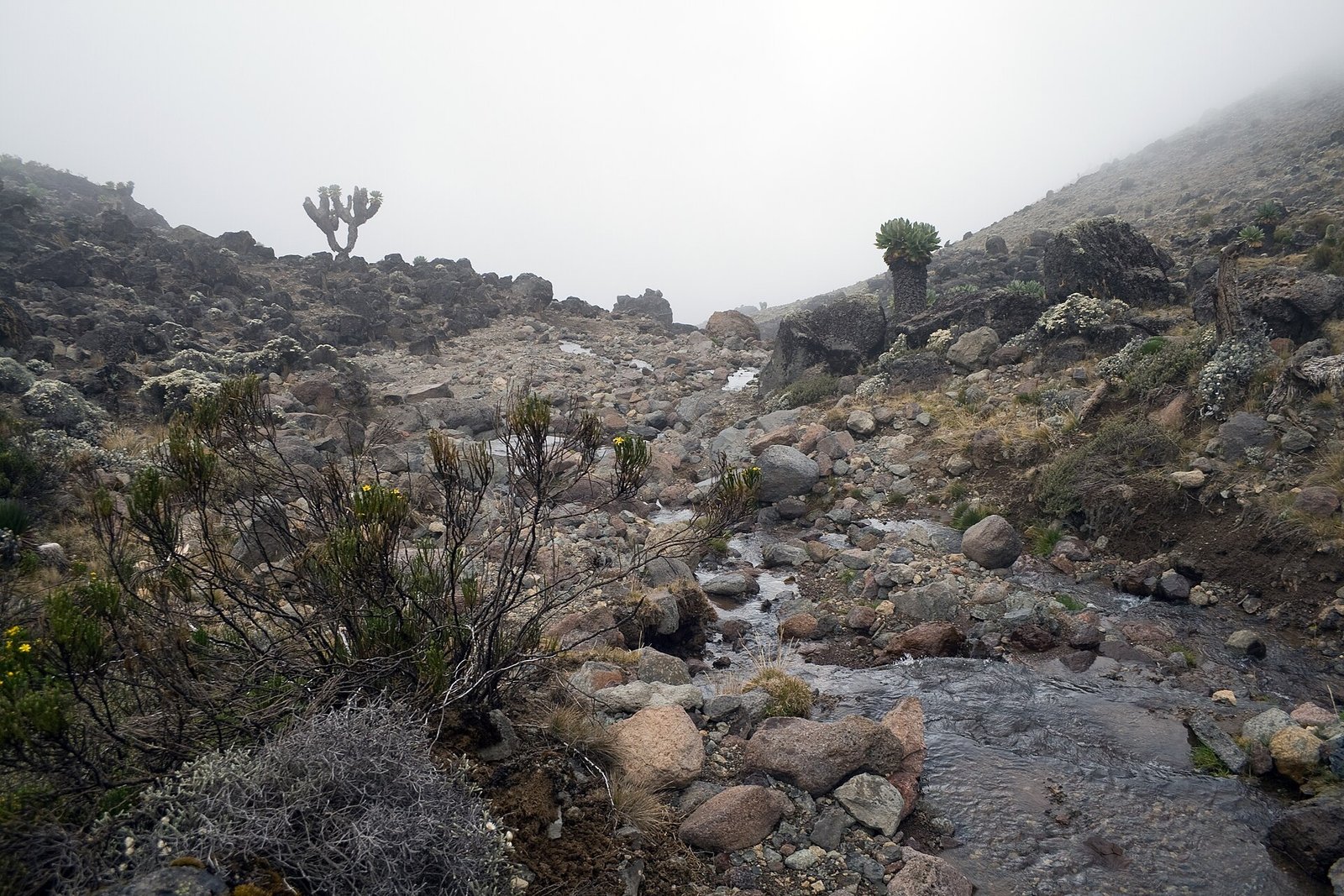 Giant groundsels along a trekking route on Mount Kilimanjaro