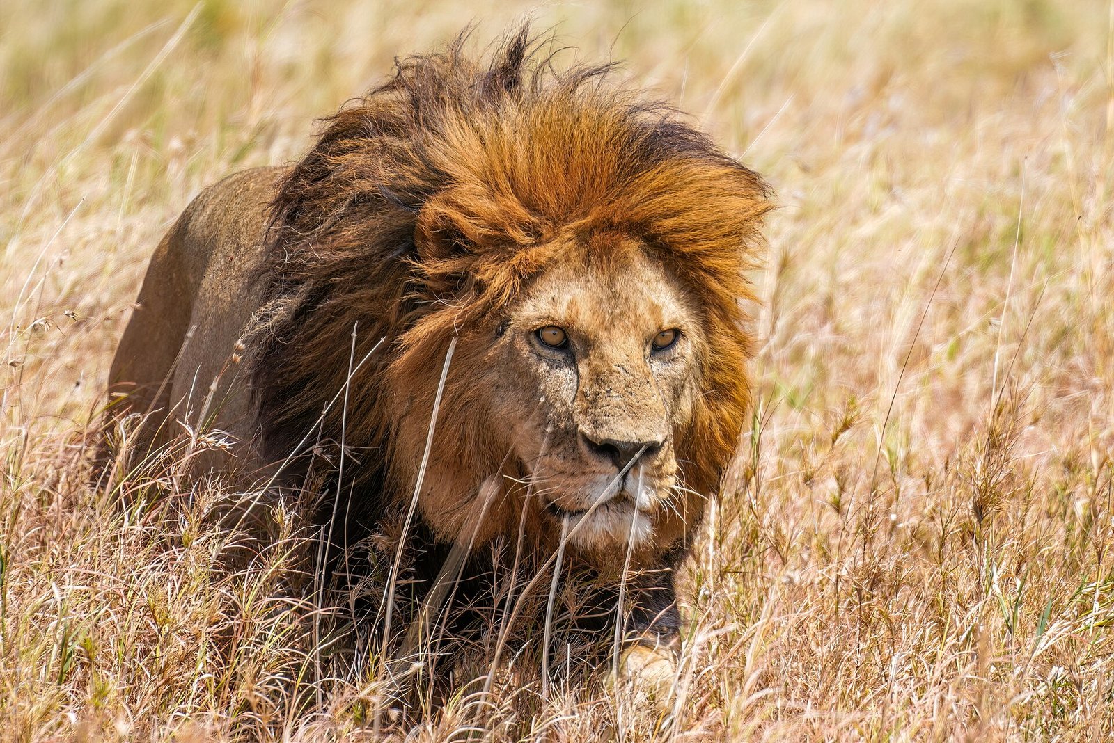 Male lion walking through grassland in Serengeti National Park
