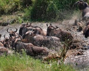 Great Migration herds in the Serengeti
