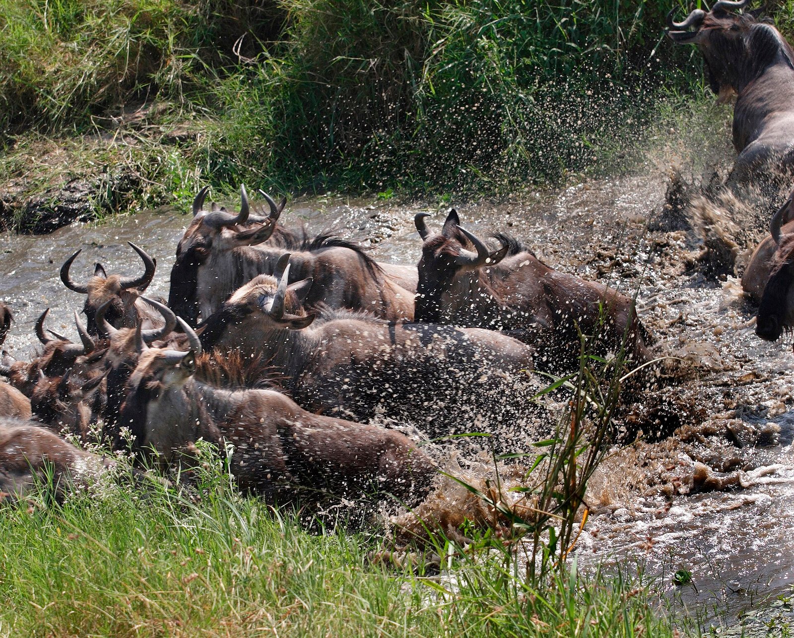 Great Migration herds in the Serengeti