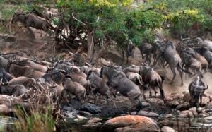 Wildebeest herds crossing the open Serengeti plains during the migration