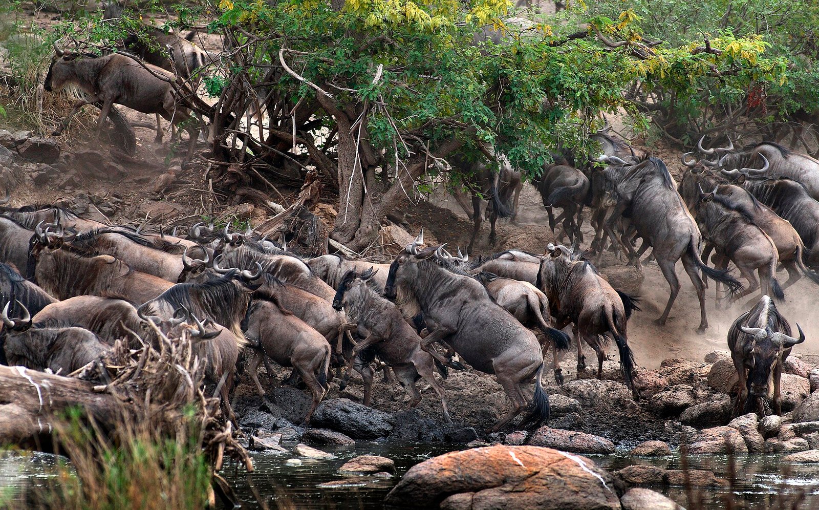 Wildebeest herds crossing the open Serengeti plains during the migration