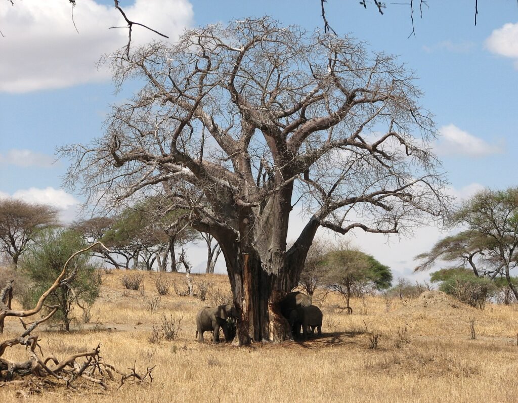 Elephants feeding on baobab bark in Tarangire National Park