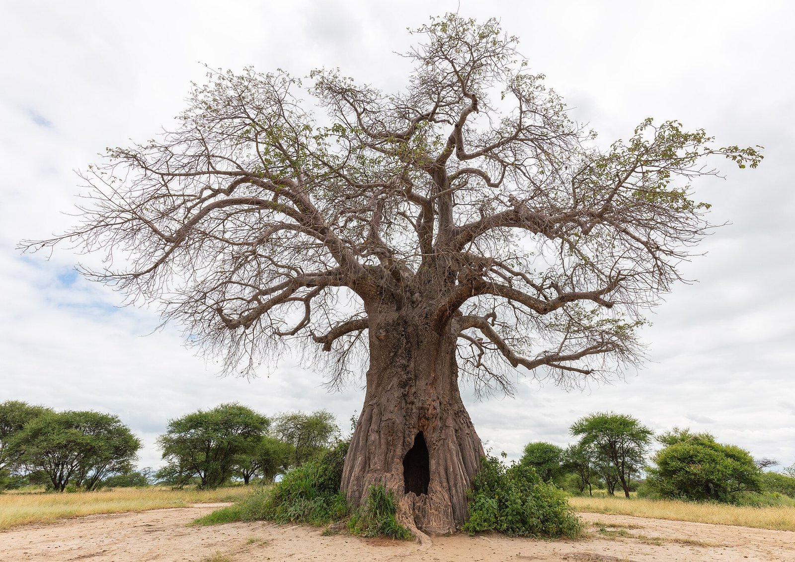 Ancient baobab tree in Tarangire National Park
