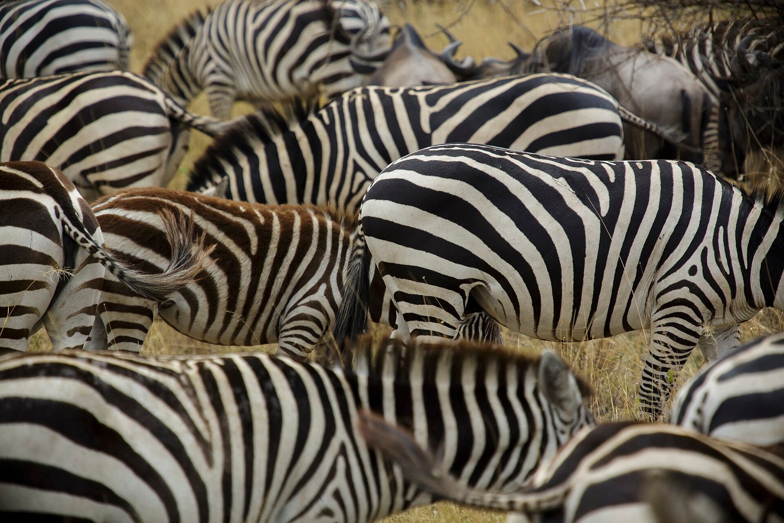 Plains zebras grazing in Serengeti National Park